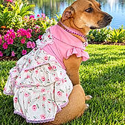 Matilda is registered to the contest to win money with this photo: dog, pet, brown_dog, dress, pink_clothing, floral_pattern, pearls, collar, name_tag, sitting, grass, garden, flowers, lake, fountain, palm_trees, outdoor, sunny, portrait, fashionable