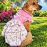 dog, pet, brown_dog, dress, pink_clothing, floral_pattern, pearls, collar, name_tag, sitting, grass, garden, flowers, lake, fountain, palm_trees, outdoor, sunny, portrait, fashionable