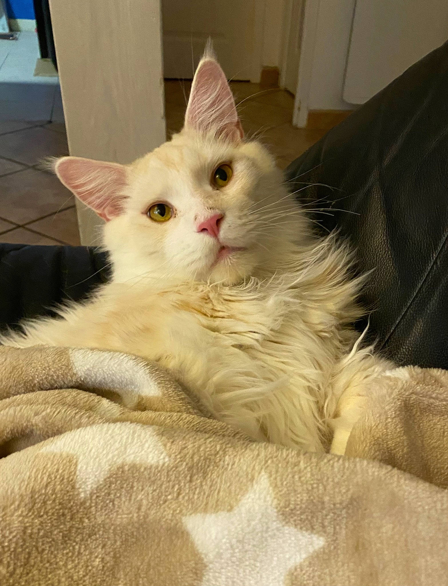 Simba participe au concours pour gagner de l'argent avec cette photo : carnivore, cat, claw, comfort, fawn, felidae, fur, paw, small_to_medium_sized_cats, snout, tail, whiskers