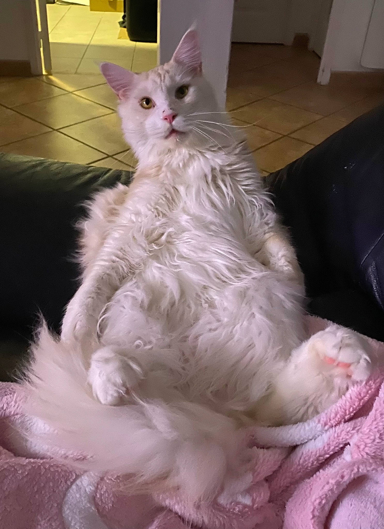 Simba a rejoint le concours — aidez-le/la à gagner de superbes lots ! british_longhair, carnivore, cat, comfort, felidae, fur, paw, sitting, small_to_medium_sized_cats, tail, terrestrial_animal, whiskers