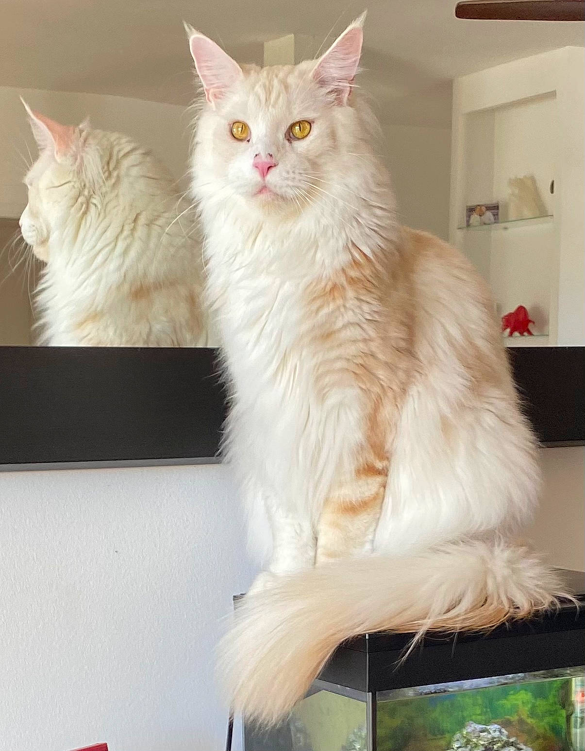 Simba a rejoint le concours — aidez-le/la à gagner de superbes lots ! carnivore, cat, claw, comfort, felidae, fur, natural_material, paw, small_to_medium_sized_cats, tail, whiskers