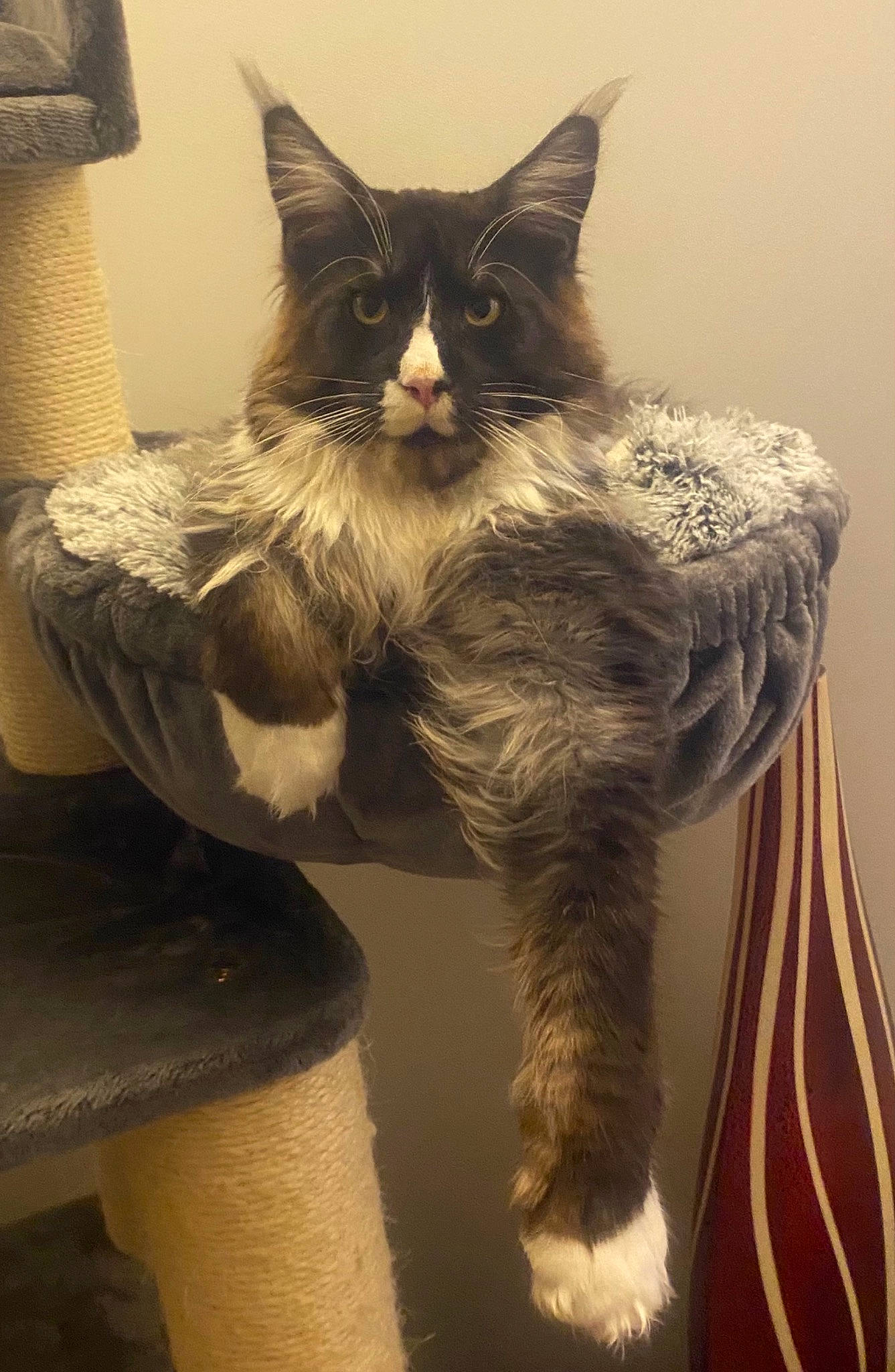 Speedy participe au concours pour gagner de l'argent avec cette photo : art, black_cat, carnivore, cat, claw, comfort, domestic_short_haired_cat, drawer, felidae, fur, grey, monochrome, paw, sitting, small_to_medium_sized_cats, snout, tail, whiskers, window