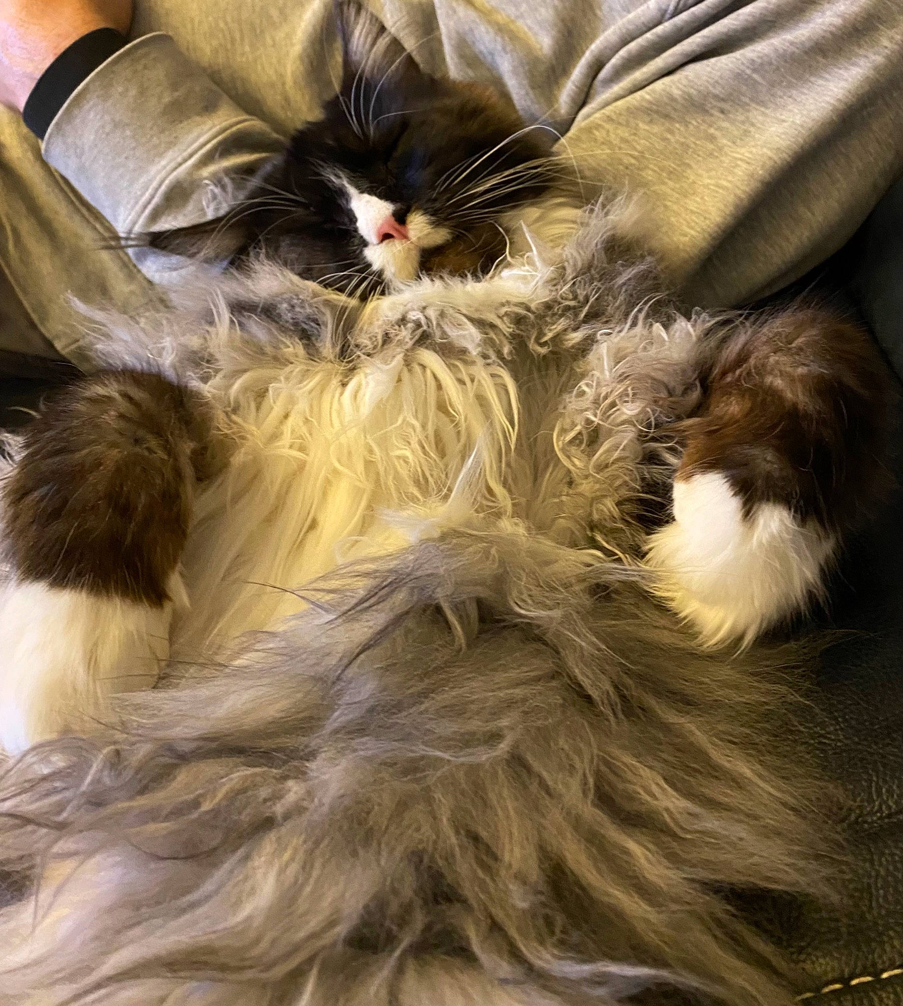 Speedy participe au concours pour gagner de l'argent avec cette photo : canidae, comfort, companion_dog, dog_breed, fashion_accessory, fashion_design, fawn, feather, felidae, fur, fur_clothing, hair_coloring, hat, liver, natural_material, small_to_medium_sized_cats, sporting_group, tail, whiskers, wing