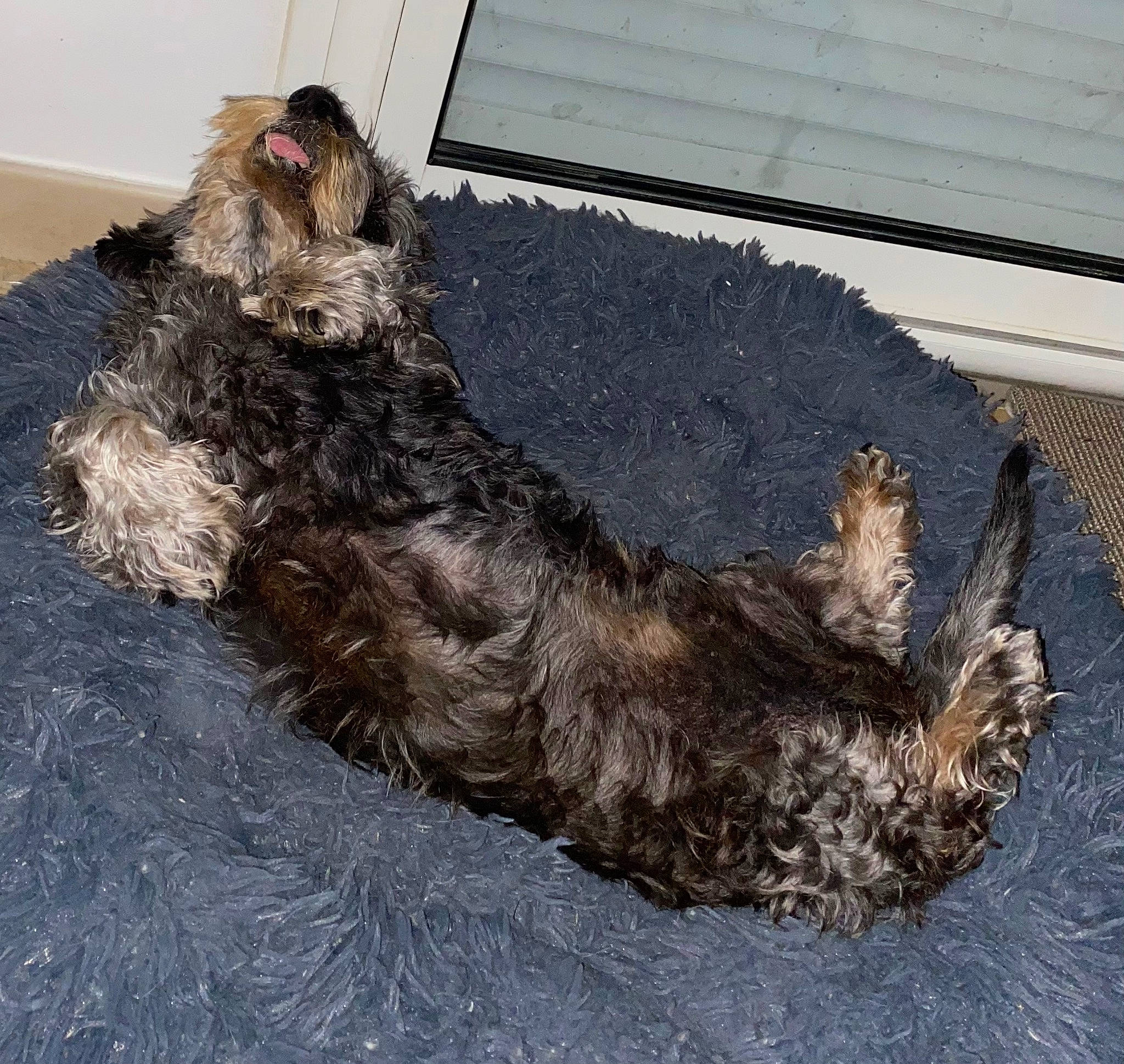 Figo a rejoint le concours — aidez-le/la à gagner de superbes lots ! canidae, carnivore, claw, companion_dog, dog, dog_breed, fur, liver, small_terrier, snout, sporting_group, tail, terrestrial_animal, terrier, water_dog