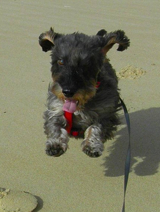 Figo a rejoint le concours — aidez-le/la à gagner de superbes lots ! canidae, carnivore, collar, companion_dog, dog, dog_breed, dog_supply, fawn, felidae, fur, paw, schnauzer, snout, sporting_group, standard_schnauzer, tail, terrier, toy, water_dog, working_animal