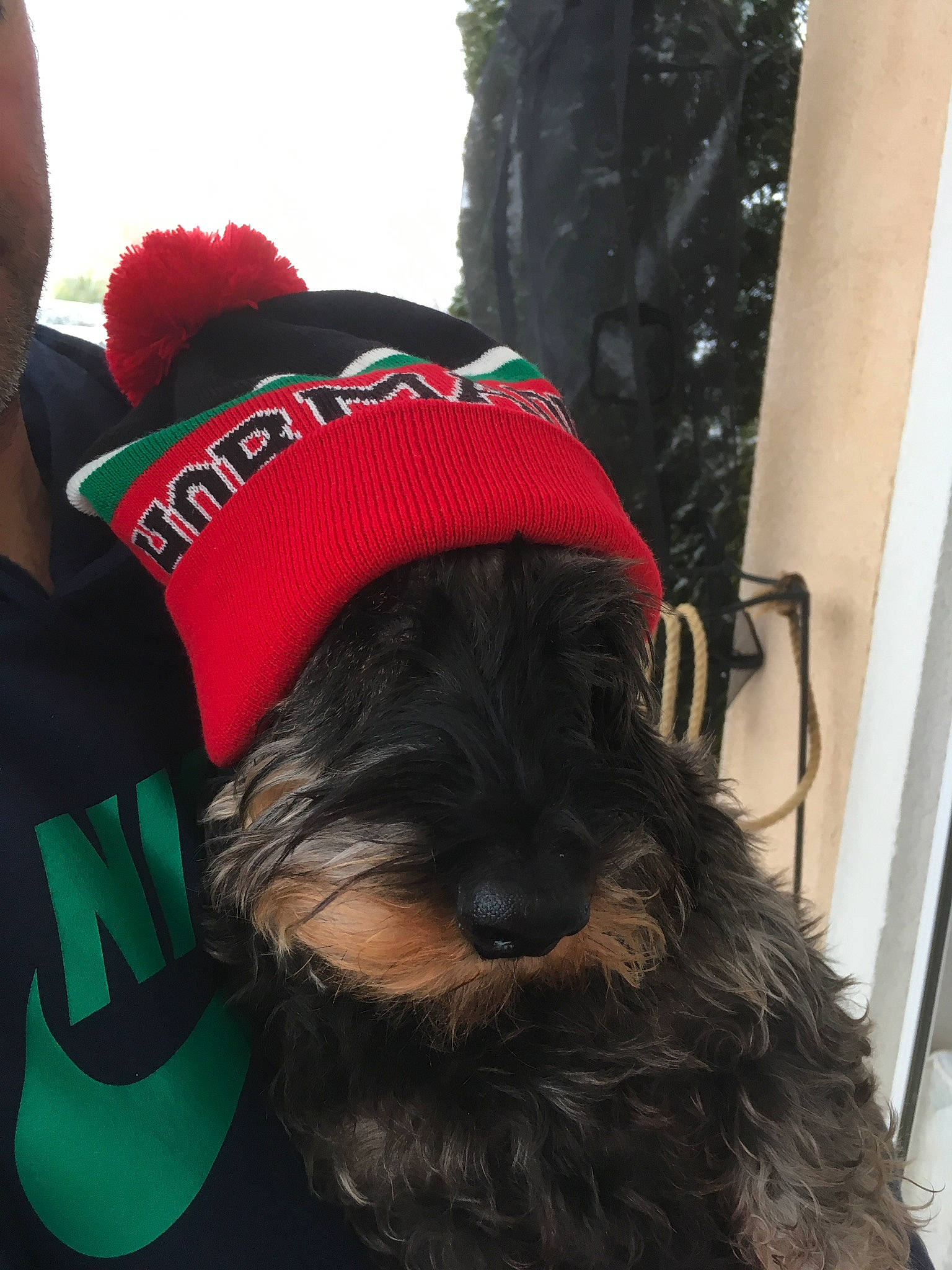 Figo participe au concours pour gagner de l'argent avec cette photo : baseball_cap, cap, carnivore, companion_dog, dog, dog_breed, dog_clothes, dog_supply, ear, fashion_accessory, fur, liver, personal_protective_equipment, pet_supply, sleeve, small_terrier, snout, t_shirt, toy_dog, working_animal