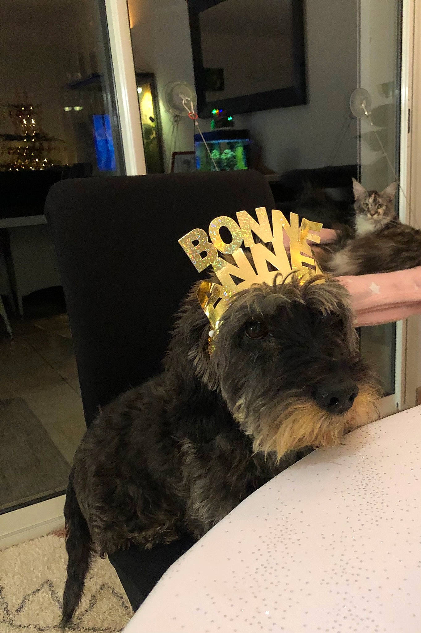 Figo participe au concours pour gagner de l'argent avec cette photo : canidae, carnivore, cat, chair, comfort, companion_dog, dog, dog_breed, felidae, flooring, fur, grey, linens, living_room, picture_frame, room, small_to_medium_sized_cats, sporting_group, tail, terrier