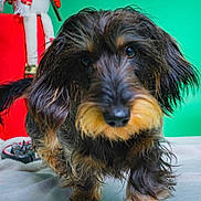 Vinicius a rejoint le concours — aidez-le/la à gagner de superbes lots ! animal, black_and_tan, christmas, close_up, curious, cute, decor, decoration, dog, festive, fur, green_background, holiday, indoor, pet, scruffy, snowman, soft_surface, toy, walking