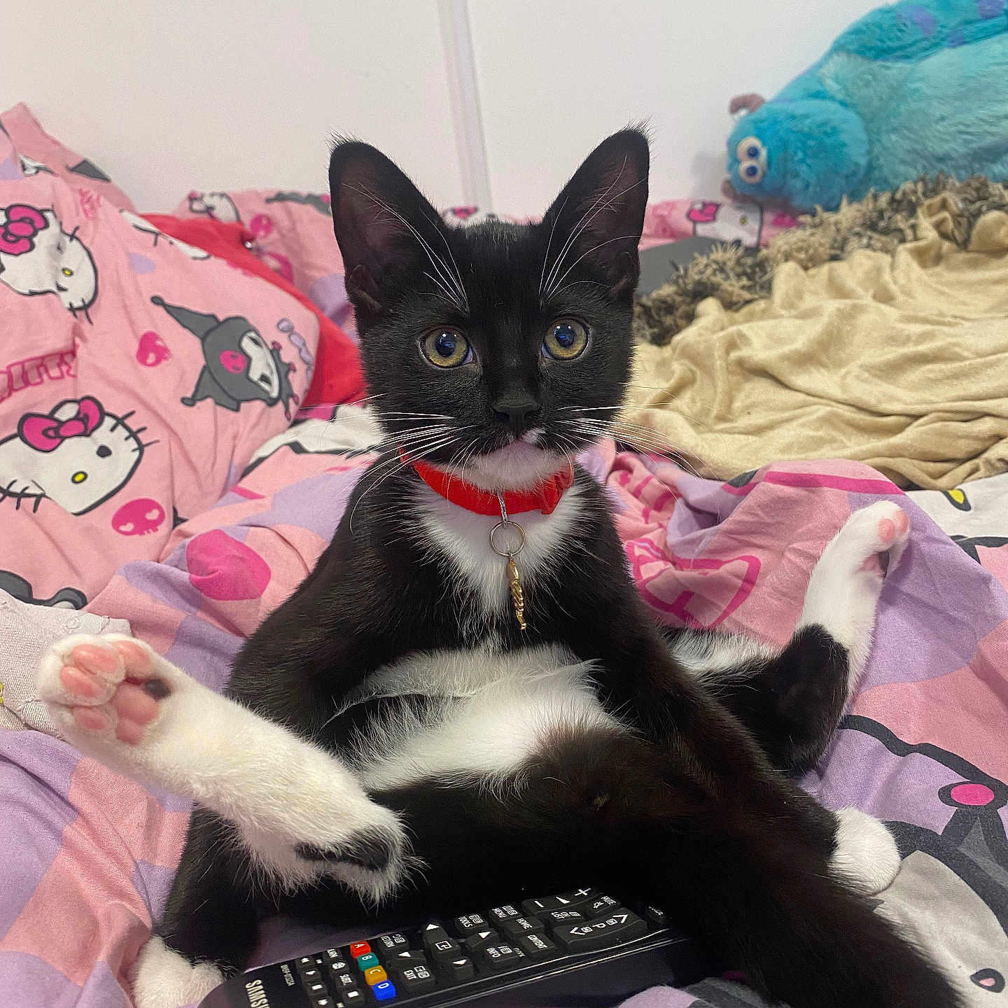 Widow joined the competition — help win amazing prizes! animal, architecture, bed, bedroom, building, cat, couch, cushion, electronics, furniture, homedecor, indoors, interiordesign, kitten, livingroom, pet, phone, remotecontrol, room, toy