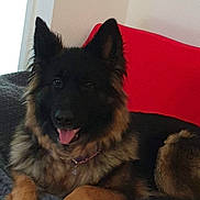 Mia is registered to the contest to win money with this photo: dog, german_shepherd, pet, animal, canine, fur, ears, tongue, blanket, red_background, indoor, resting, cute, friendly, muzzle, collar, paw, lying_down, companion, domestic_animal