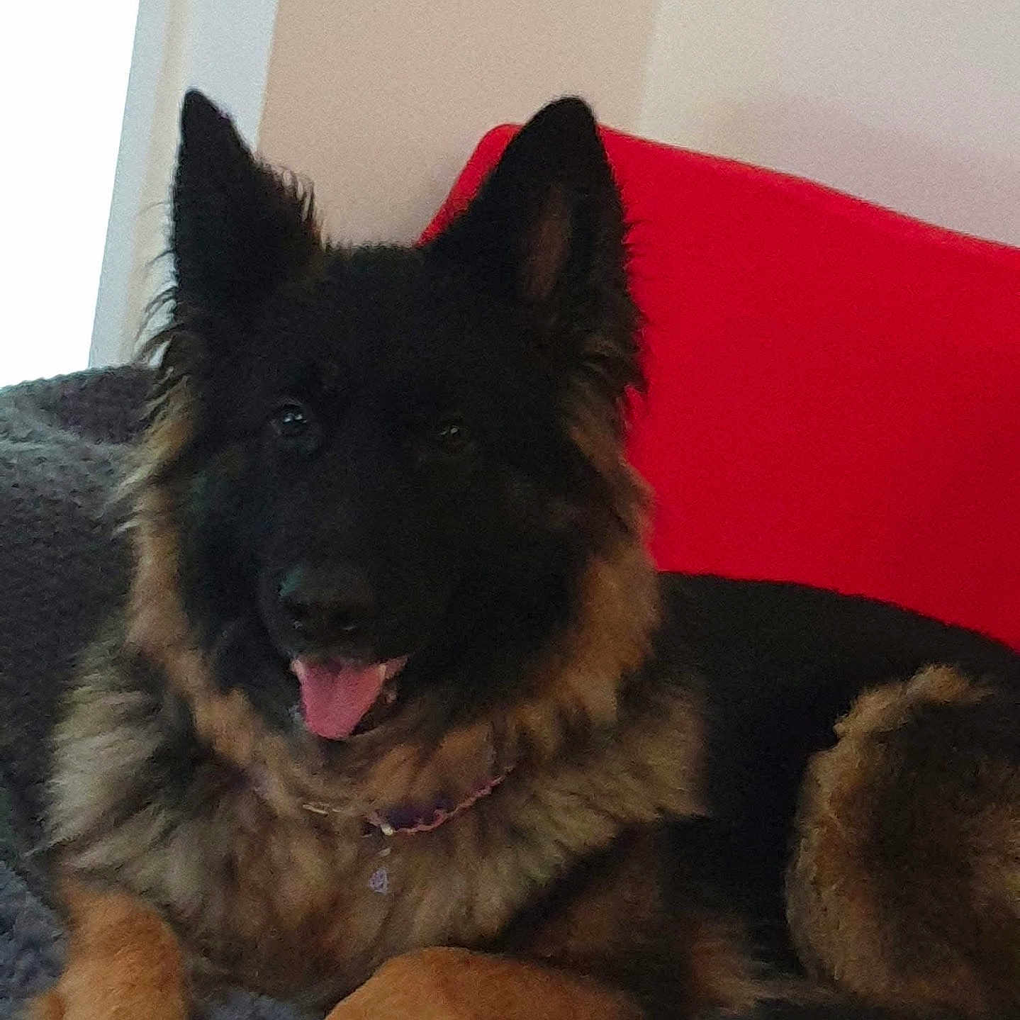 Mia is registered to the contest to win money with this photo: animal, blanket, canine, collar, companion, cute, dog, domestic_animal, ears, friendly, fur, german_shepherd, indoor, lying_down, muzzle, paw, pet, red_background, resting, tongue