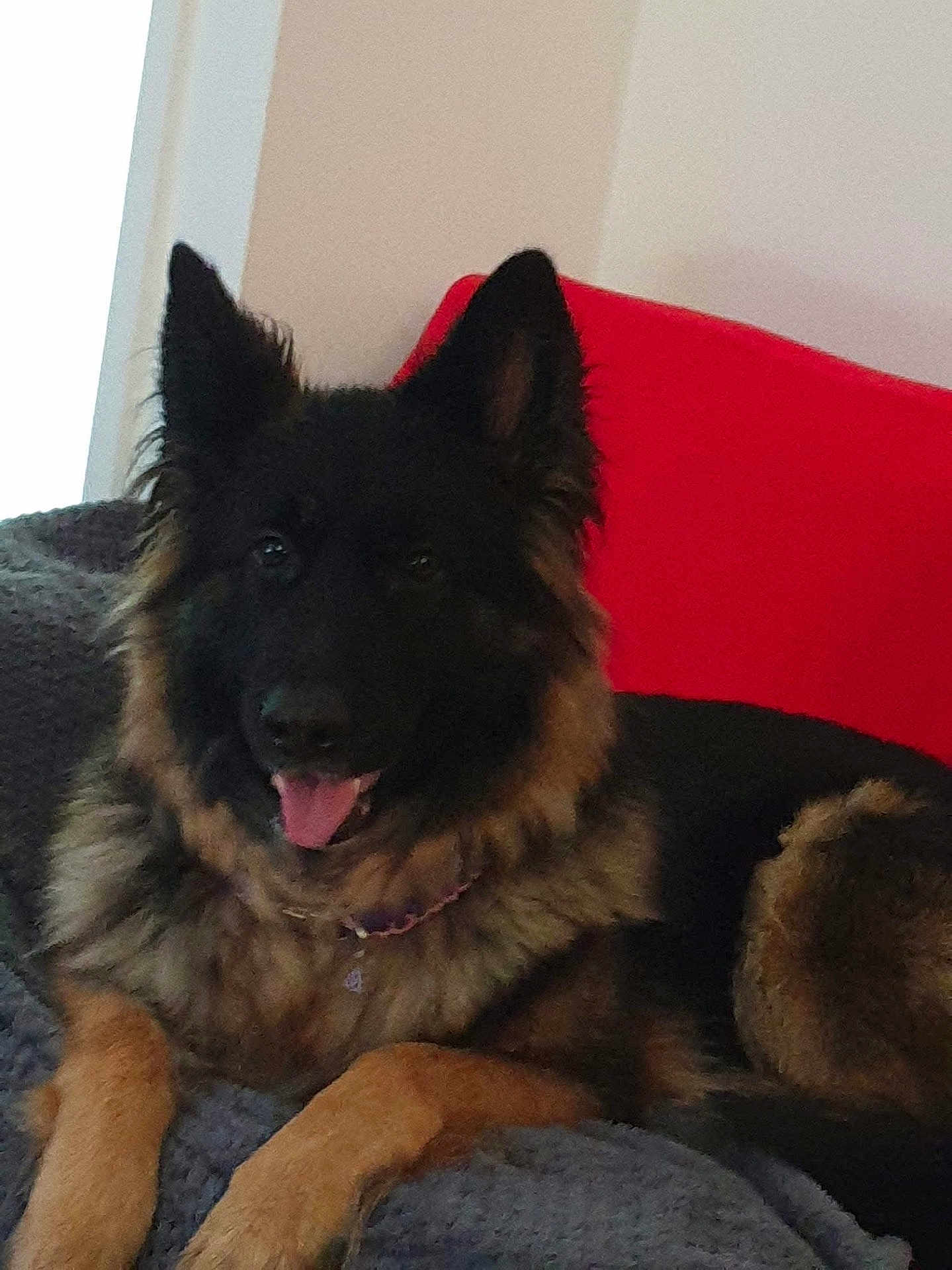 Mia is registered to the contest to win money with this photo: dog, german_shepherd, pet, animal, canine, fur, ears, tongue, blanket, red_background, indoor, resting, cute, friendly, muzzle, collar, paw, lying_down, companion, domestic_animal