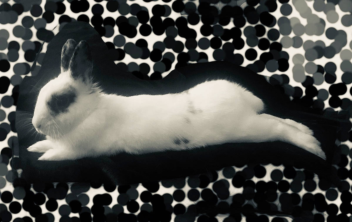 Pinpin a rejoint le concours — aidez-le/la à gagner de superbes lots ! black_and_white, cat, felidae, fur, monochrome, monochrome_photography, paw, photography, small_to_medium_sized_cats, tail, whiskers