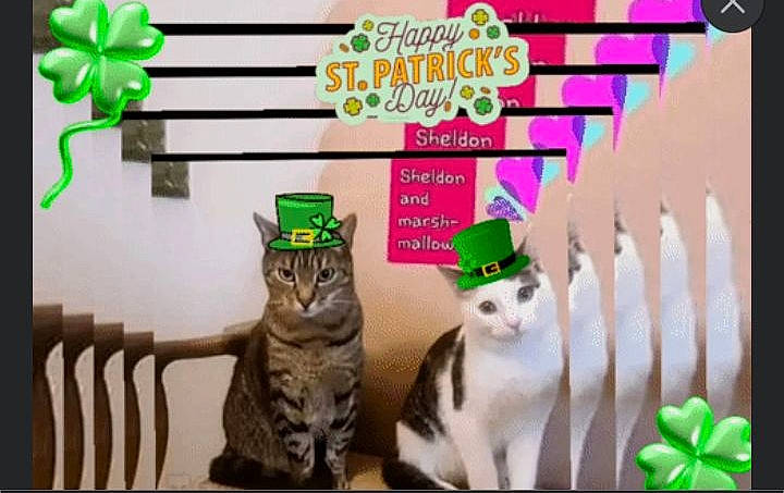 Sheldon And Marshmallow is registered to the contest to win money with this photo: animation, art, carnivore, cat, event, felidae, fictional_character, font, fur, graphics, grass, green, holiday, photo_caption, rectangle, room, small_to_medium_sized_cats, symbol, tail, whiskers
