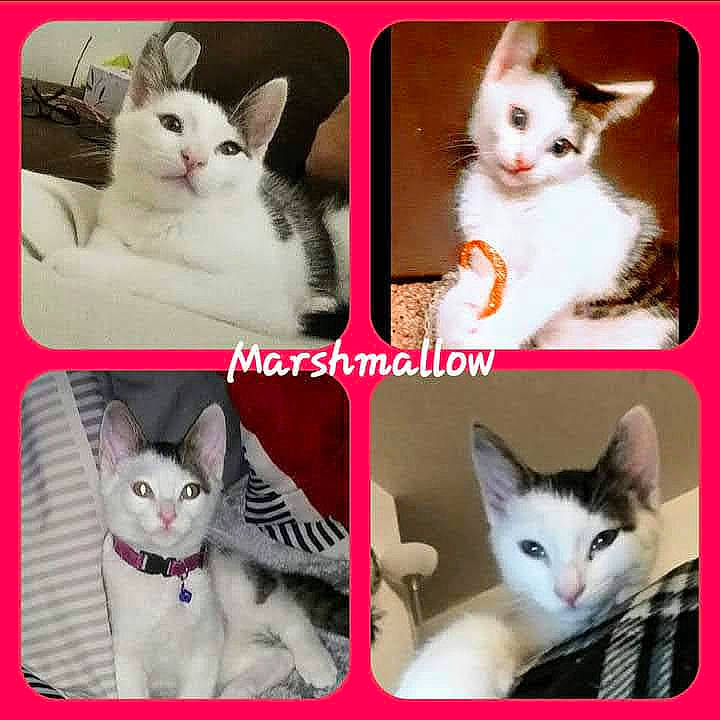 Marshmallow is registered to the contest to win money with this photo: art, beauty, carnivore, cat, felidae, font, fur, internet_meme, mammal, pattern, paw, pet_supply, photo_caption, photograph, rectangle, small_to_medium_sized_cats, snapshot, vertebrate, whiskers, white