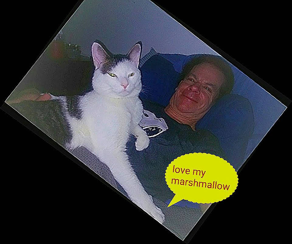 Marshmallow is registered to the contest to win money with this photo: carnivore, cat, domestic_short_haired_cat, felidae, font, formal_wear, gadget, gesture, graphics, illustration, paw, photo_caption, rectangle, sleeve, small_to_medium_sized_cats, smile, t_shirt, tail, tie, whiskers