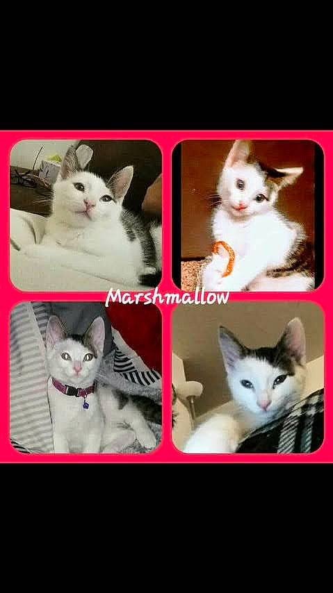 Marshmallow joined the competition — help win amazing prizes! art, carnivore, cat, collage, felidae, font, fur, grey, pattern, paw, photo_caption, rectangle, small_to_medium_sized_cats, tail, whiskers, white