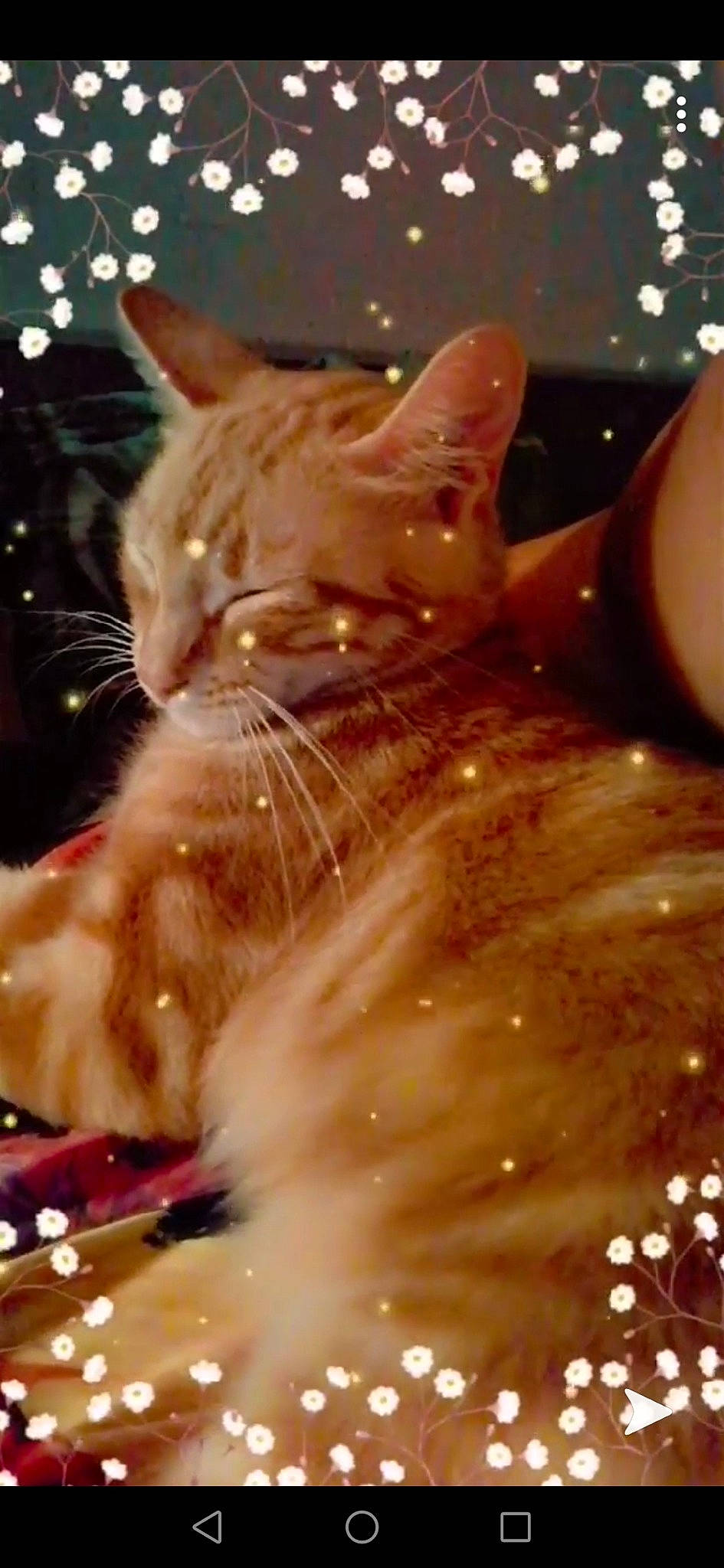 Nougatine a rejoint le concours — aidez-le/la à gagner de superbes lots ! asian, carnivore, cat, fawn, felidae, kitten, norwegian_forest_cat, small_to_medium_sized_cats, snout, star, whiskers