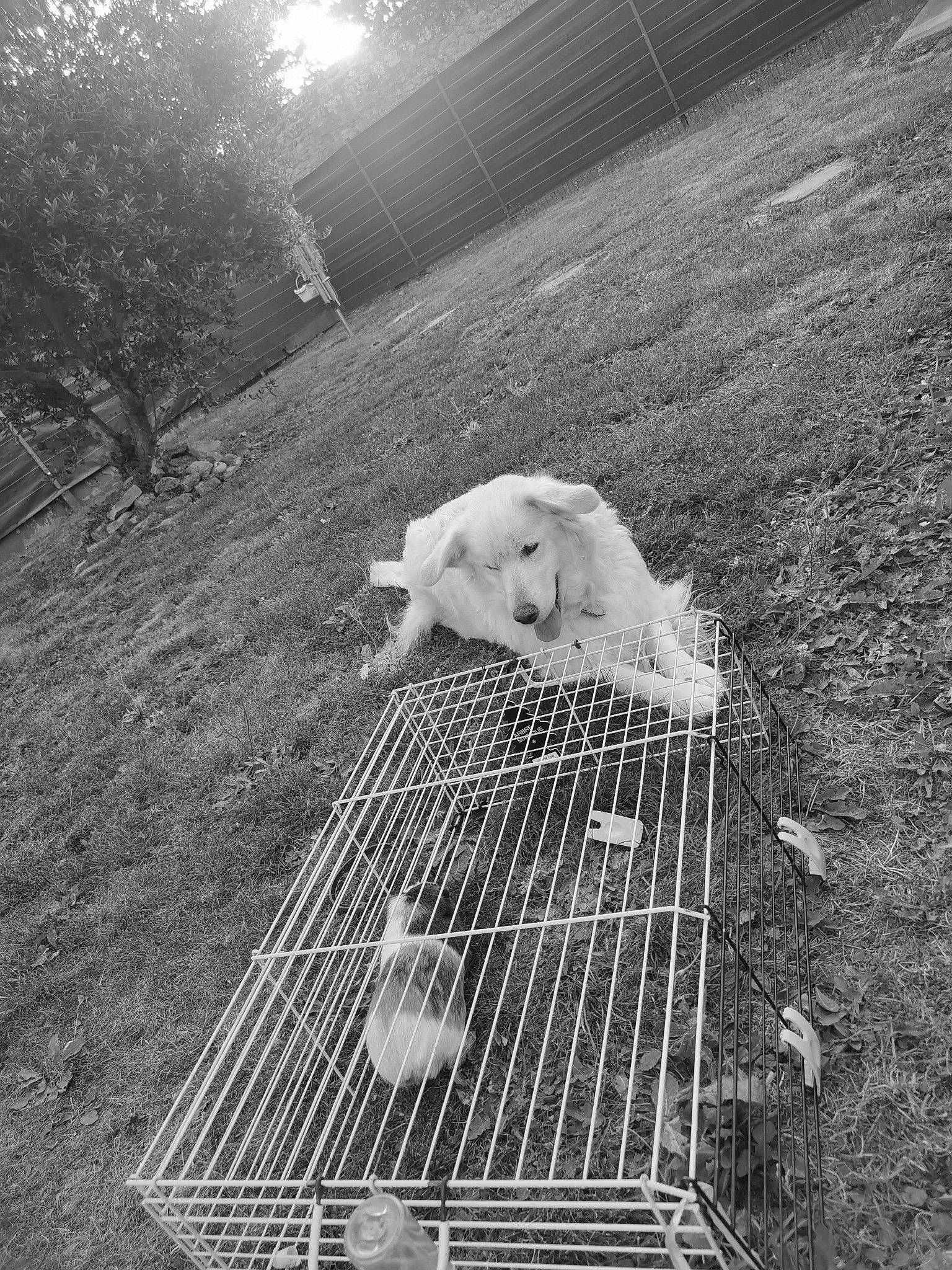 Hermione participe au concours pour gagner de l'argent avec cette photo : black, black_and_white, canidae, carnivore, companion_dog, dog, dog_breed, dog_supply, grass, mammal, monochrome, monochrome_photography, pet_supply, plant, snout, sporting_group, style, tree, vertebrate, working_animal