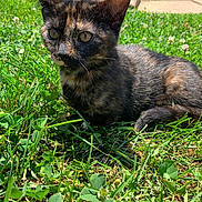 Stella joined the competition — help win amazing prizes! cat, kitten, grass, outdoor, sunlight, greenery, tortoiseshell, animal, pet, nature, closeup, curious, young, fur, whiskers, ears, sidewalk, steps, daylight, urban