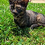 cat, kitten, grass, outdoor, sunlight, greenery, tortoiseshell, animal, pet, nature, closeup, curious, young, fur, whiskers, ears, sidewalk, steps, daylight, urban