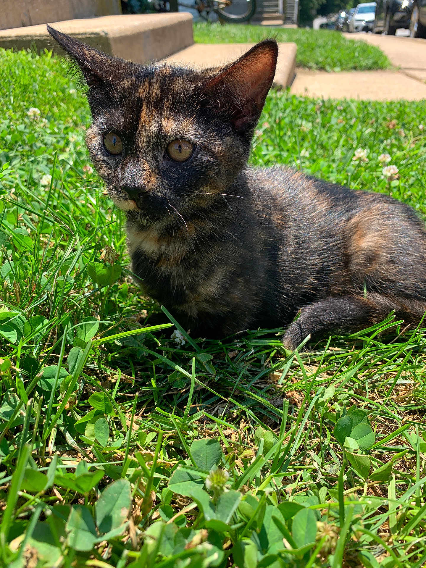 Stella