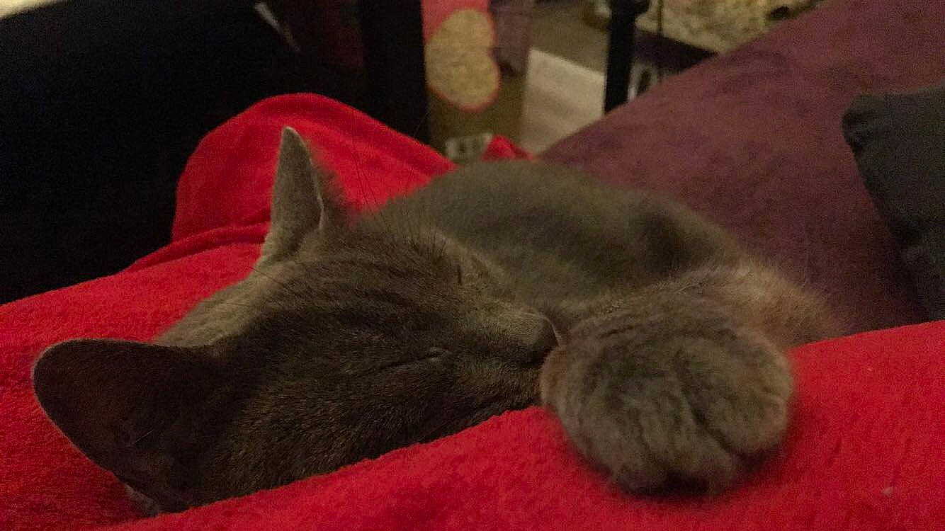 Lila participe au concours pour gagner de l'argent avec cette photo : british_shorthair, burmese, carnivore, cat, chartreux, domestic_short_haired_cat, felidae, kitten, korat, mammal, nap, nebelung, russian_blue, small_to_medium_sized_cats, snout, vertebrate, whiskers