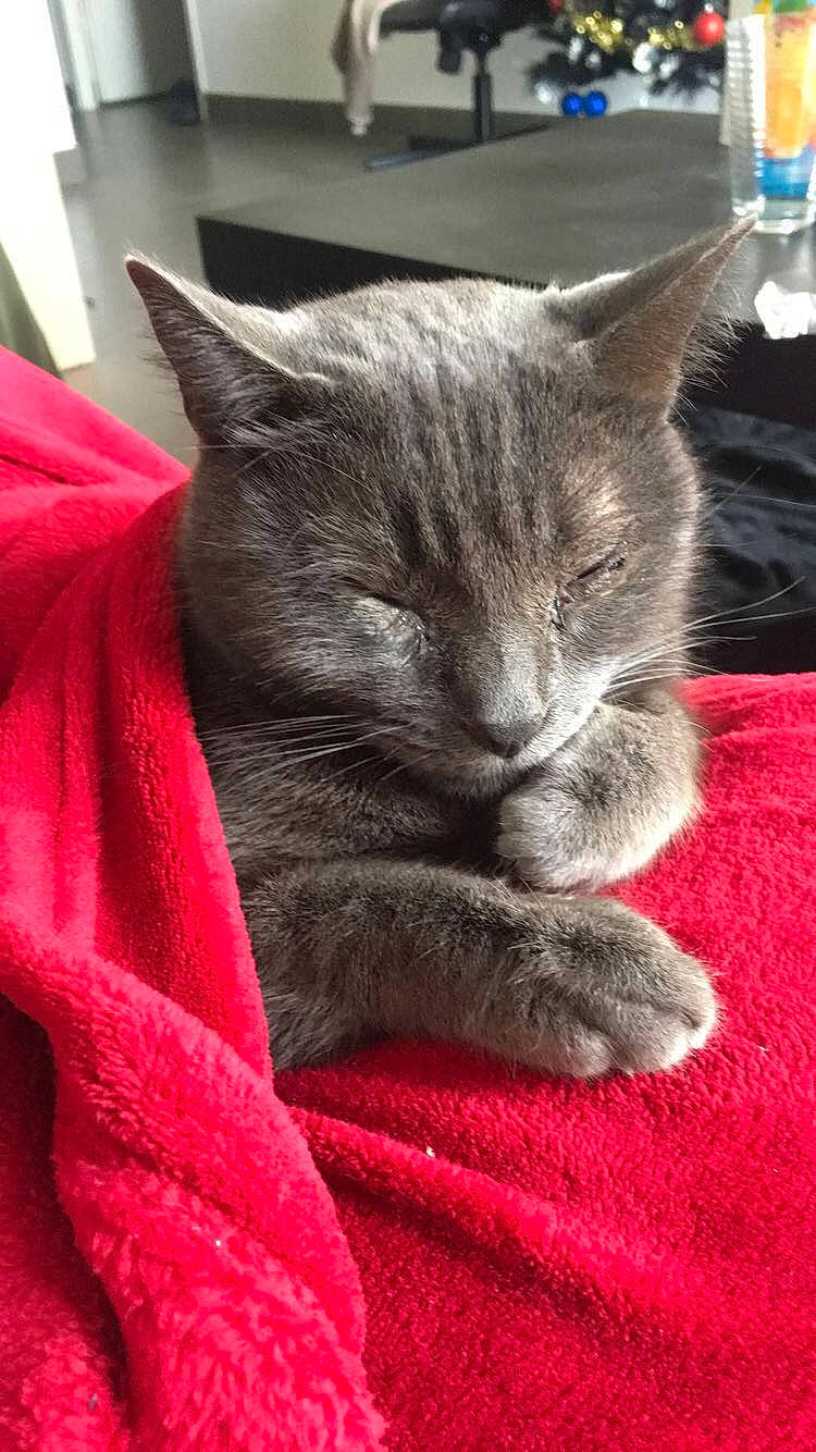 Lila participe au concours pour gagner de l'argent avec cette photo : asian, british_shorthair, carnivore, cat, chartreux, domestic_short_haired_cat, felidae, kitten, korat, mammal, nebelung, russian_blue, small_to_medium_sized_cats, vertebrate, whiskers