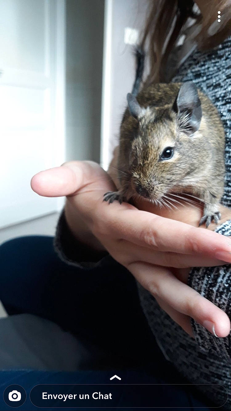 Mushu participe au concours pour gagner de l'argent avec cette photo : chinchilla, chipmunk, degu, fawn, finger, gerbil, hand, mammal, mouse, muridae, muroidea, rat, rodent, squirrel, vertebrate, whiskers, wildlife