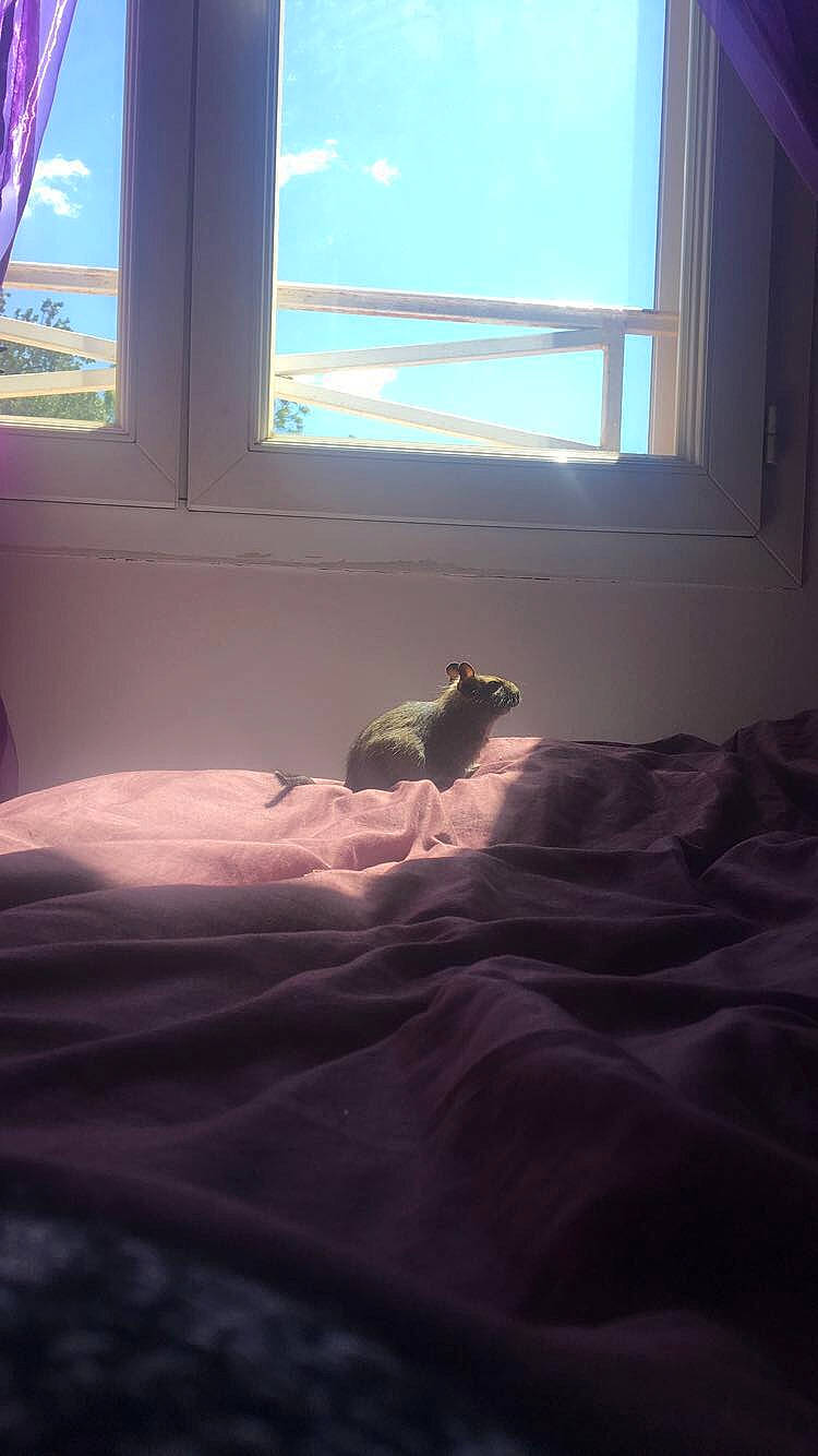 Mushu participe au concours pour gagner de l'argent avec cette photo : bed, bed_sheet, bedroom, canidae, carnivore, cat, comfort, daylighting, fawn, floor, furniture, light, mattress, morning, room, sky, sunlight, window