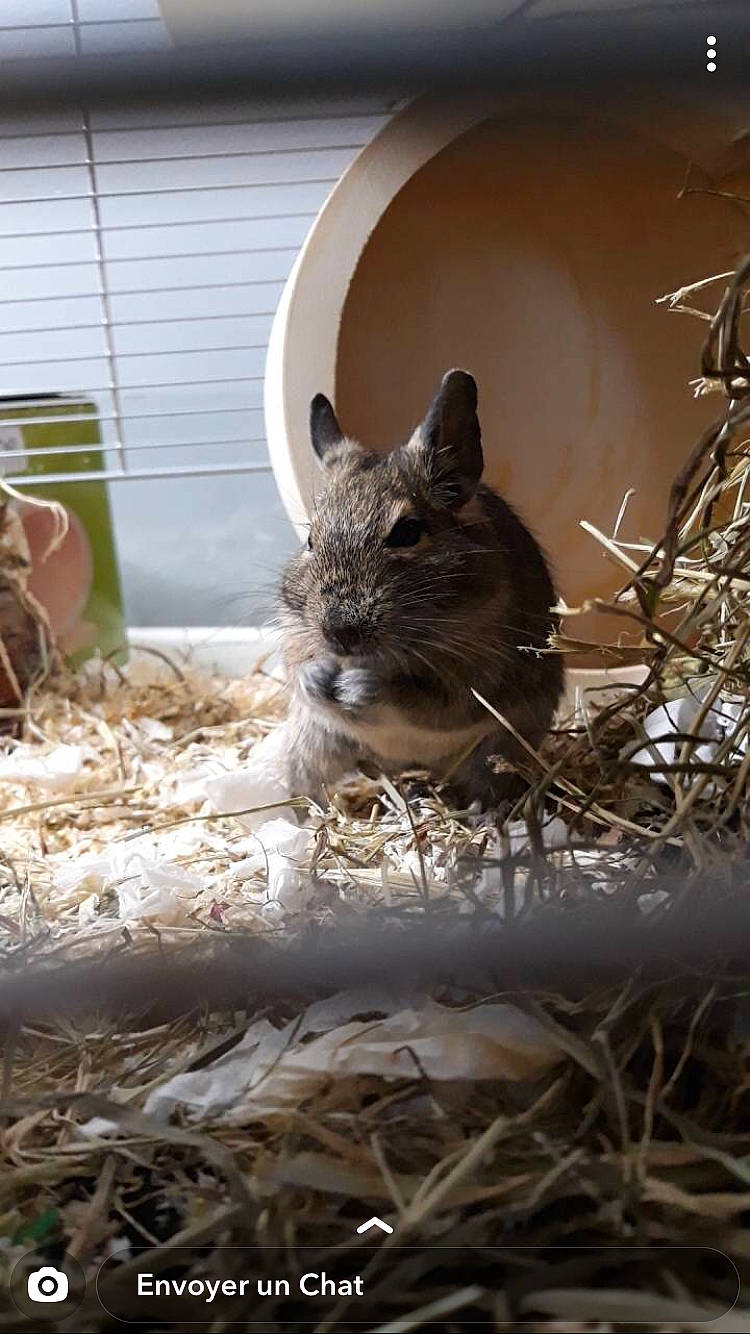 Mushu a rejoint le concours — aidez-le/la à gagner de superbes lots ! chinchilla, degu, fawn, gerbil, hamster, mammal, mouse, muridae, muroidea, rodent, snout, vertebrate, whiskers, wildlife