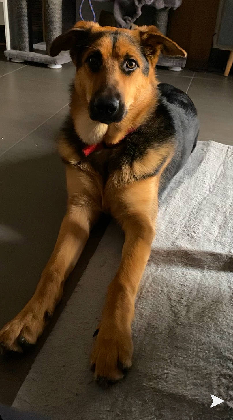 Arwën a rejoint le concours — aidez-le/la à gagner de superbes lots ! barefoot, canidae, carnivore, collar, companion_dog, dog, dog_breed, dog_supply, fawn, floor, flooring, foot, fur, guard_dog, paw, snout, sporting_group, toe, whiskers, working_animal