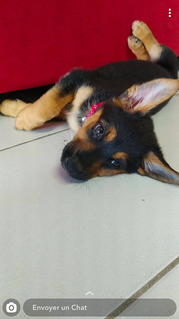 Arwën a rejoint le concours — aidez-le/la à gagner de superbes lots ! canidae, carnivore, dog, dog_breed, ear, fawn, german_shepherd_dog, mammal, puppy, rottweiler, snout, sporting_group, vertebrate