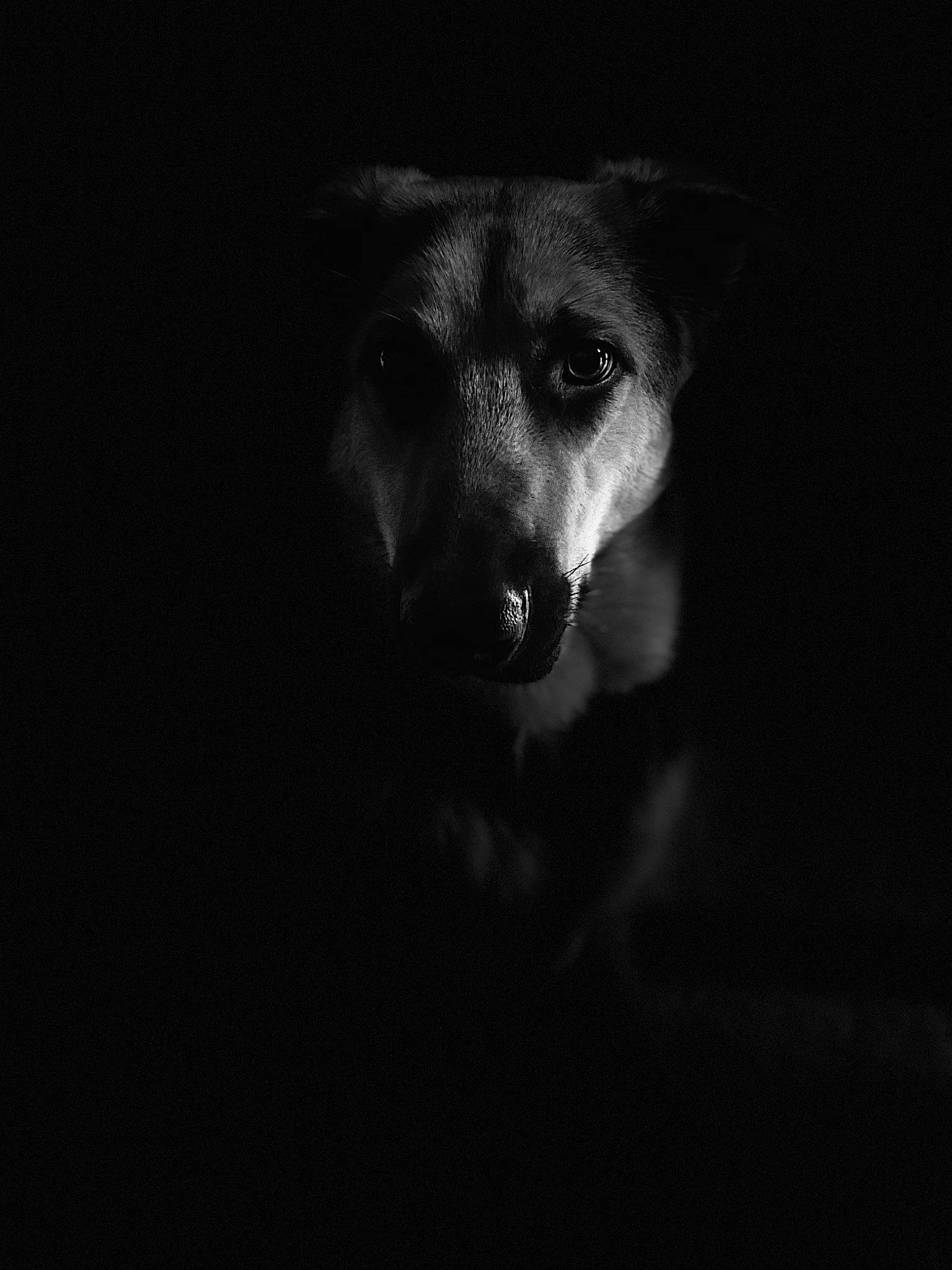 Arwën participe au concours pour gagner de l'argent avec cette photo : black, black_and_white, canidae, carnivore, darkness, dog, dog_breed, flash_photography, iris, monochrome, monochrome_photography, snout, street_dog, whiskers, working_animal, working_dog