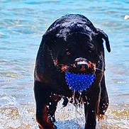 Dorka participe au concours pour gagner de l'argent avec cette photo : rottweiler, dog, water, beach, ball, toy, wet, animal, pet, play, splash, summer, outdoor, canine, fetch, fun, active, black, brown, sand