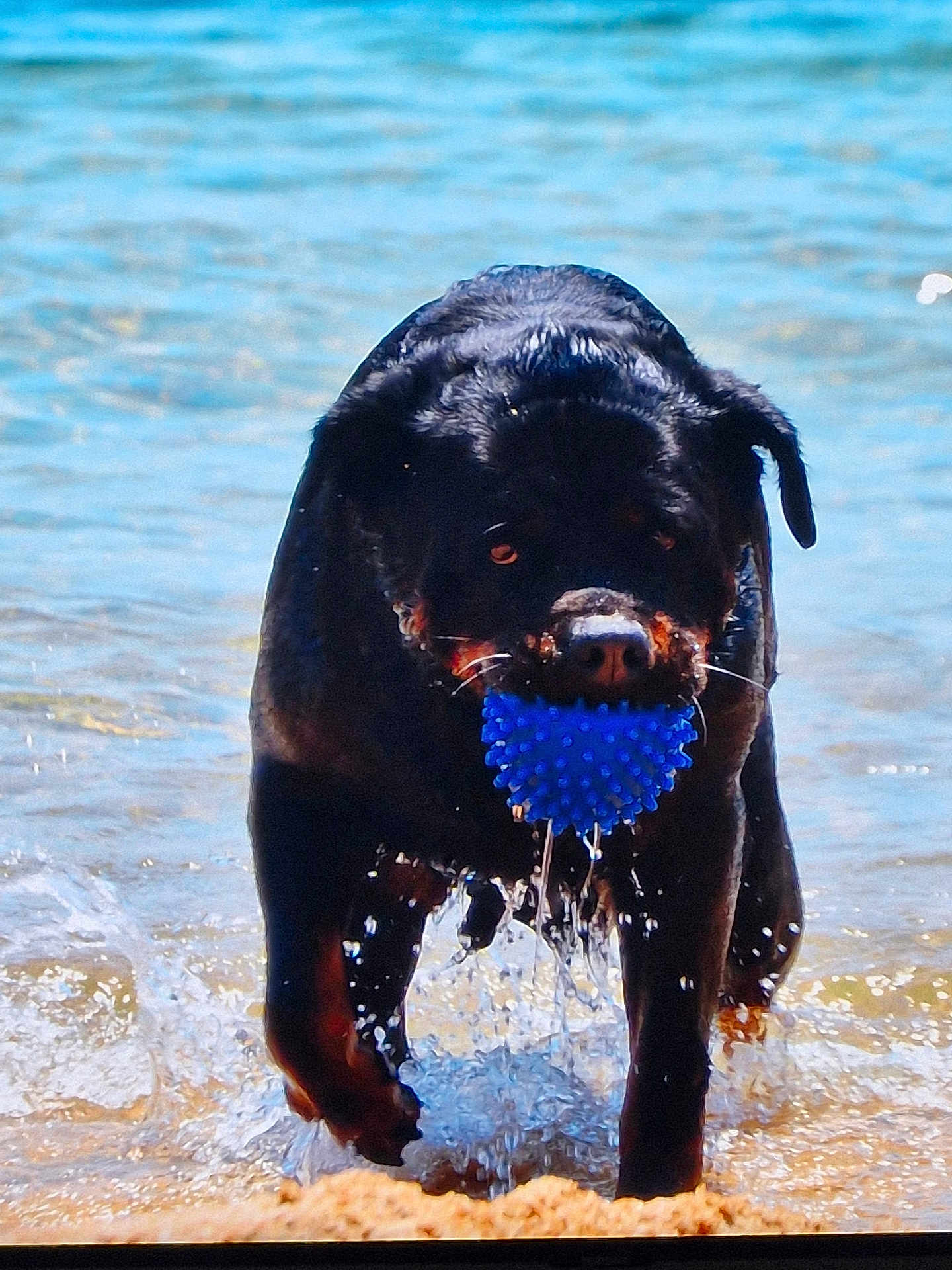 Dorka participe au concours pour gagner de l'argent avec cette photo : rottweiler, dog, water, beach, ball, toy, wet, animal, pet, play, splash, summer, outdoor, canine, fetch, fun, active, black, brown, sand