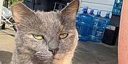 Tabitha is registered to the contest to win money with this photo: cat, gray_cat, outdoor, porch, concrete, grill, trash_bin, water_jugs, yellow_eyes, fur, animal, pet, calm, sitting, human_leg, denim, torn_clothing, daylight, sidewalk, house