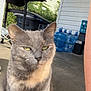 cat, gray_cat, outdoor, porch, concrete, grill, trash_bin, water_jugs, yellow_eyes, fur, animal, pet, calm, sitting, human_leg, denim, torn_clothing, daylight, sidewalk, house