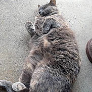 Tabitha is registered to the contest to win money with this photo: cat, gray_cat, fluffy, relaxed, sleeping, outdoor, concrete, sidewalk, tail, paw, pet, animal, feline, resting, cute, fur, whiskers, nature, grass, daylight