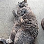 cat, gray_cat, fluffy, relaxed, sleeping, outdoor, concrete, sidewalk, tail, paw, pet, animal, feline, resting, cute, fur, whiskers, nature, grass, daylight