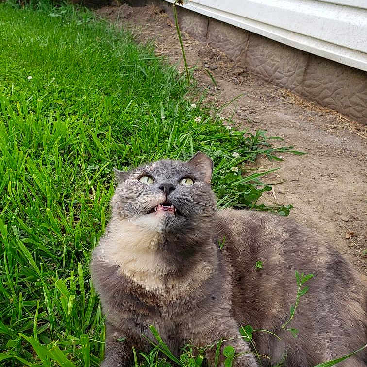 Tabitha joined the competition — help win amazing prizes! animal, cat, claws, eyes, fence, funny_expression, fur, grass, gray_cat, greenery, hand, mischievous, nature, outdoor, pet, plant, playful, side_of_house, whiskers, yard