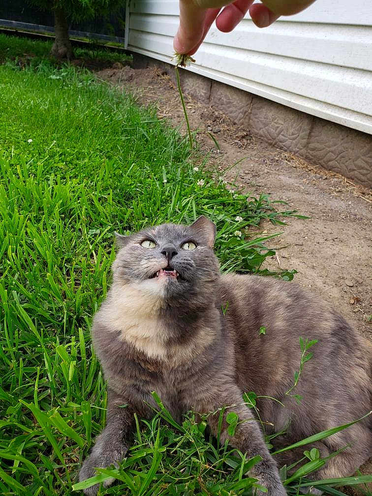 Tabitha joined the competition — help win amazing prizes! cat, grass, hand, plant, outdoor, funny_expression, gray_cat, greenery, animal, pet, nature, yard, fence, side_of_house, claws, whiskers, eyes, fur, playful, mischievous