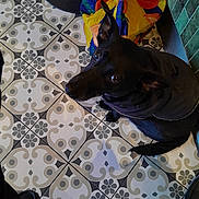 Yumi participe au concours pour gagner de l'argent avec cette photo : animal_portrait, black_dog, casual, colorful_bag, companion, cozy, dog, domestic_animal, floor, floor_tiles, indoor, indoor_lighting, jacket, looking_up, patterned_floor, pet, shoes, tile_pattern, tiled_floor, waiting