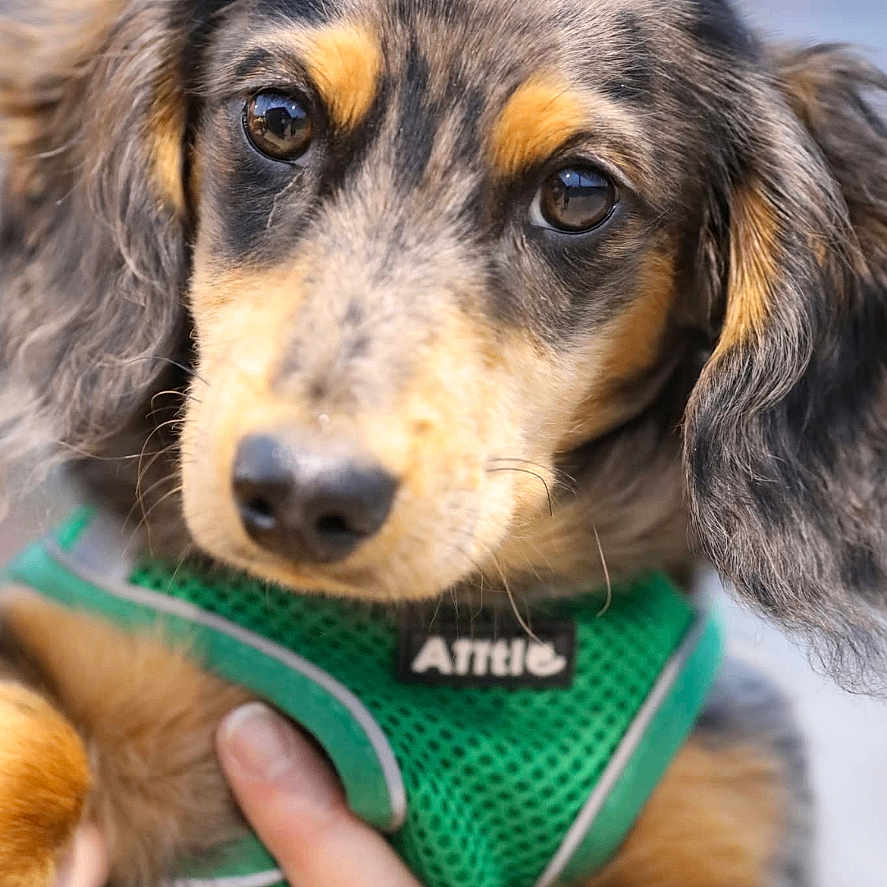 Ollie is registered to the contest to win money with this photo: animal, brown_eyes, canine, close_up, cute, dog, domestic_animal, ears, friendly, fur, green_harness, hand, leash, outdoor, pet, portrait, puppy, snout, speckled_fur, young_dog