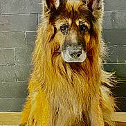 Sparrow a rejoint le concours — aidez-le/la à gagner de superbes lots ! dog, german_shepherd, pet, animal, canine, fur, portrait, indoors, sitting, looking_at_camera, ears_up, long_hair, paw, floor, wall, tile, calm, noble, majestic, companion