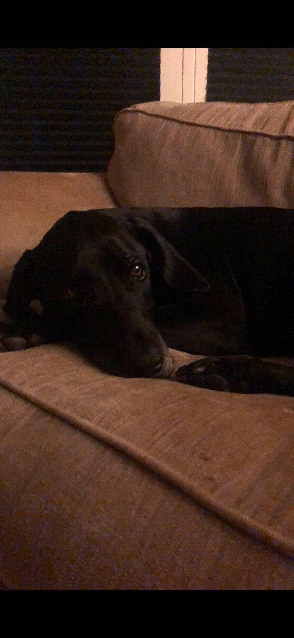 Flynn joined the competition — help win amazing prizes! borador, canidae, carnivore, comfort, companion_dog, couch, darkness, dog, dog_breed, flooring, fur, gun_dog, hardwood, snout, sporting_group, terrestrial_animal, tints_and_shades, wood, working_animal