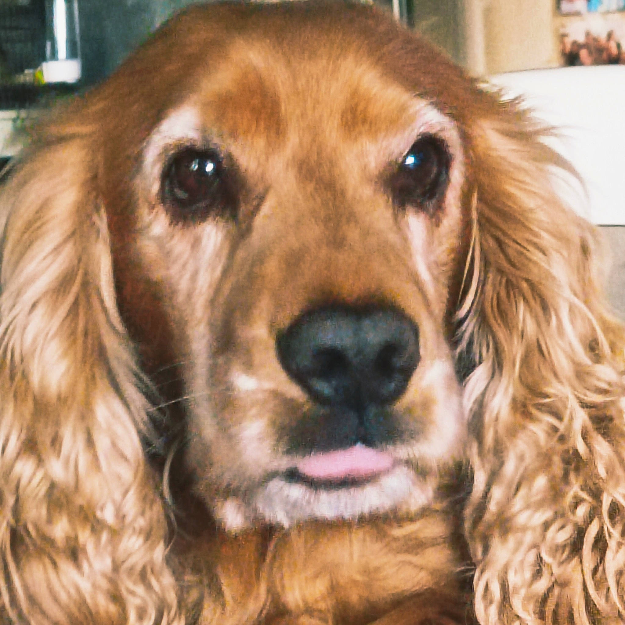 Foxy participe au concours pour gagner de l'argent avec cette photo : canidae, carnivore, companion_dog, dog, dog_breed, eye, fawn, fur, gun_dog, liver, picture_frame, snout, spaniel, sporting_group, whiskers, working_animal, working_dog