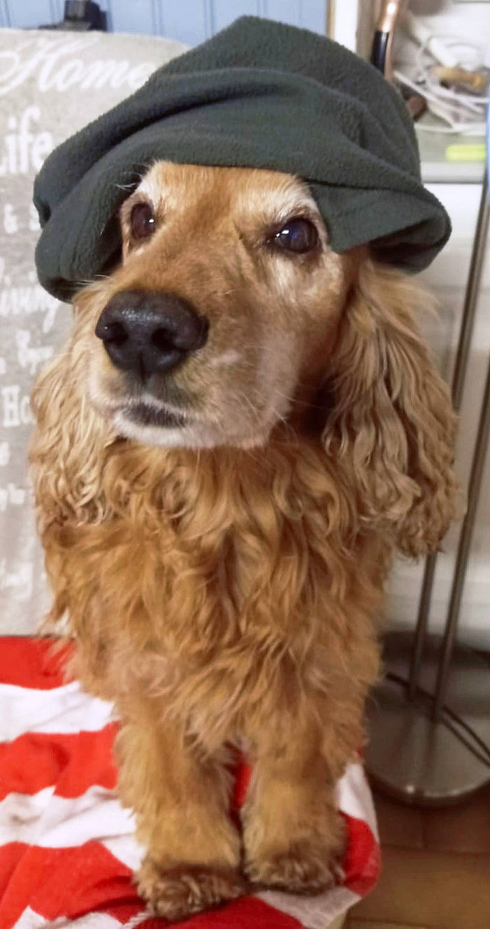 Foxy participe au concours pour gagner de l'argent avec cette photo : canidae, carnivore, companion_dog, dog, dog_breed, event, fawn, fur, hat, liver, natural_material, pet_supply, snout, sporting_group, whiskers, working_animal, working_dog