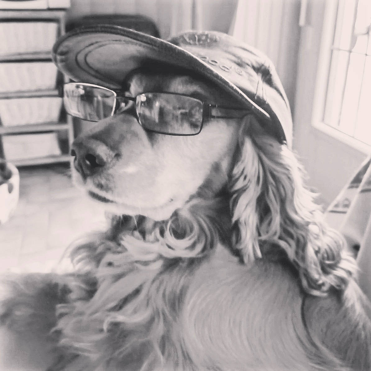 Foxy a rejoint le concours — aidez-le/la à gagner de superbes lots ! beard, black_and_white, carnivore, companion_dog, dog, dog_breed, ear, eyewear, facial_hair, glasses, happy, jaw, monochrome_photography, moustache, personal_protective_equipment, selfie, street_fashion, style, sunglasses, vision_care