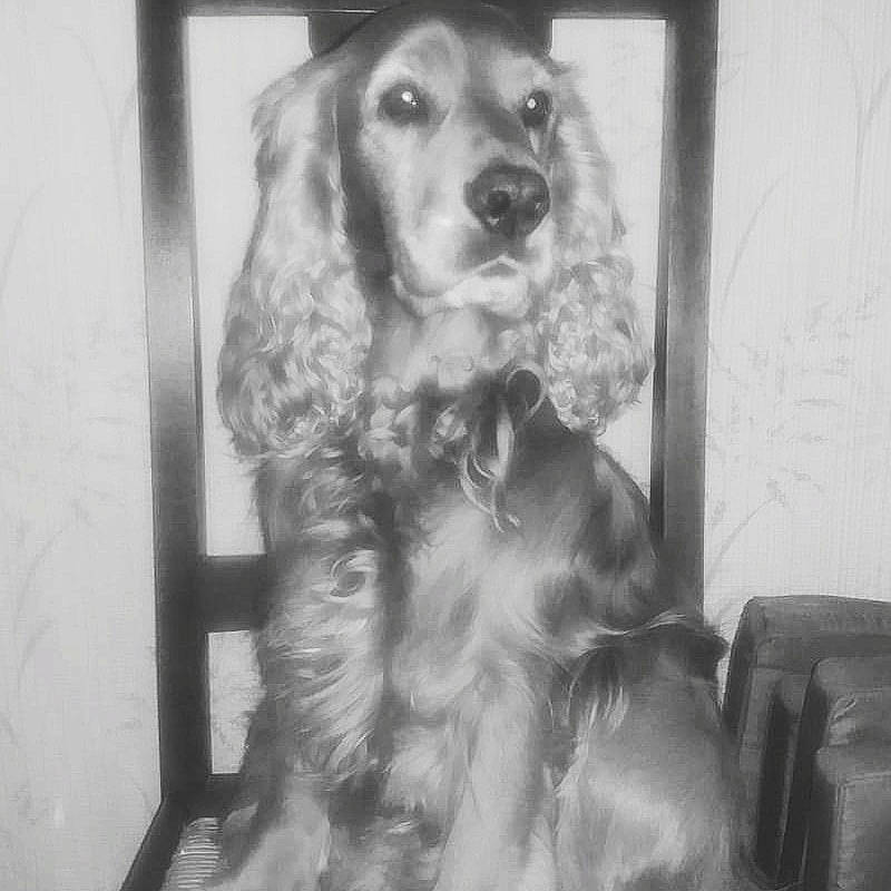 Foxy participe au concours pour gagner de l'argent avec cette photo : canidae, carnivore, cocker_spaniel, companion_dog, dog, dog_breed, dog_supply, ear, fur, gun_dog, liver, monochrome, monochrome_photography, picture_frame, snout, spaniel, sporting_group, style, toy_dog, working_animal
